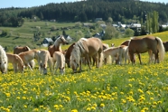 Haflinger Gestüt Meura