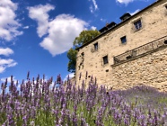 Lavendelbeet auf dem Gelände der Burg Greifenstein